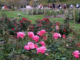 The gardens are the second oldest public rose garden in the us, and are located in the northeast corner of lake harriet. Lake Harriet Rose Garden Minnesota Scenery Beautiful Gardens Scenic Photos