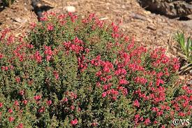 Image result for Scutellaria schweinfurthii