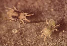 Image result for spider mites cucumber plants