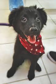 All Black Border Collie Puppy Who S A Good Girl My 3 Month Old All Black Border Collie Puppyhttp I Imgur Com Bz8bcjb Jpg Collie Puppies Kittens And Puppies Border Collie Puppies