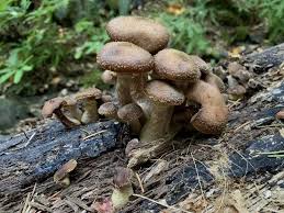 Image result for Bulbostylis hensii