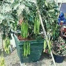 Coba 9 tanaman buah dalam pot yang cepat berbuah di bawah ini. Tanam Dalam Pasu Jer Dah Lm Pak Abang Sado Ezigrow Facebook