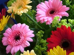Gerbera Project Report Polyhouse Greenhouse Cultivation Agri Farming