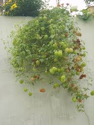 Image result for Cardiospermum halicacabum