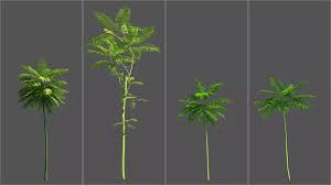 Image result for Schizolobium parahyba