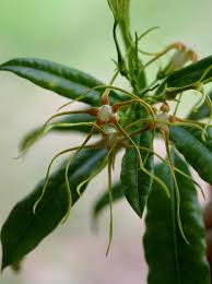 Image result for Strophanthus speciosus