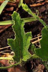 Image result for Cucumis hirsutus