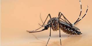 Aegypti juga merupakan pembawa virus demam kuning (yellow fever) dan chikungunya. Ciri Nyamuk Aedes Aegypti Si Penyebab Dbd Yang Harus Diwaspadai