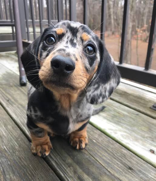 Royal Velvet Dachshund Puppy