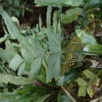 Image result for Asplenium hemitomum