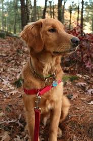 From their first breath and learning to walk, to teething and playtime. 6 Months Old Today Golden Retrievers Golden Retriever Dog Forums Dogs Golden Retriever Golden Retriever Dog Forum