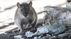 Bei der sichtung von ratten im garten oder in räumen besteht eine meldepflicht gegenüber dem gesundheitsamt. Rattenalarm In Deutschland Wird 2019 Wieder Ein Rattenjahr