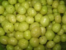 Hampir setiap hari kita menemukan berbgaai jenis serangga, contohnya saja lalat sehingga ada sebagian negara di asia tenggara memanfaatkan semut ini sebagai penjaga buah yang ranum. Gamit Kenangan Waktu Kecil Kecil Dahulu Buah Yang Sukar Untuk Ditemui Sekarang Semua Semua Semuanya