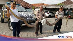 Opera mini mod include vpn apk blogs goblog. Ular Sanca 5 5 Meter Ditangkap Warga Di Demak