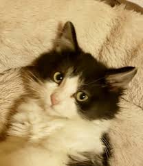 Near alytus in southern part of lithuania. Petfinder Ragdoll Cheap Online