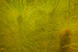 Image result for Eriocaulon setaceum