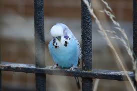 Green (yellow base) is dominant and blue (white base) is recessive. 13 Types Of Budgie Colors Varieties Mutations With Pictures Pet Keen