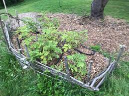 Hugelkultur is a composting method that uses large pieces of rotting wood as the centerpiece for. How To Grow Hugelkultur Growing On A Berm Of Soil