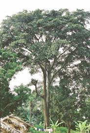 Image result for Milicia excelsa