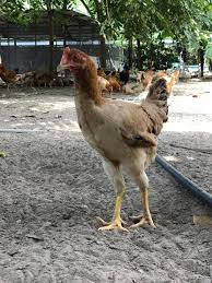 This article will educate you. Uncle Rani Organic Chicken Farm Posts Facebook