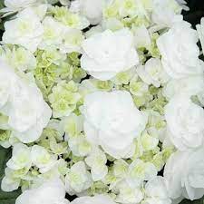 It delivers more blooms for your buck, since a single stem is so voluminous. Growing Guide For Wedding Gown Hydrangea Better Homes Gardens