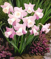 Pin By Ellieohtown On My Flowers Narcissus Flower Daffodil Flower Flower Seeds