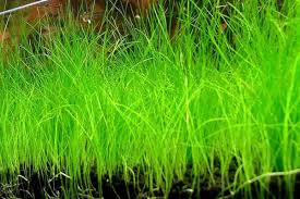 🌱Dwarf Hairgrass Care Guide: Dense Carpet In 4 Weeks | Aquanswers