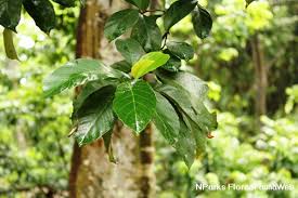 Image result for Treculia