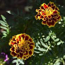Top 25 Most Beautiful Marigold Flowers Marigold Flower Flowers Perennials Annual Plants