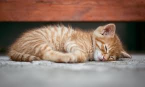 Maybe you would like to learn more about one of these? Dozens Of Cats Rescued From Home Filled With 200 Dead Animals Feces And Garbage