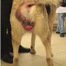 Alopecia And Type Ii Vaginal Prolapse In An Anatolian Download Scientific Diagram However, lipomas tend to occur in younger dogs in the age group of 1 to 8 years are susceptible to lipomas. alopecia and type ii vaginal prolapse