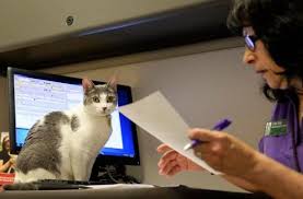 How to rehome a farm cat. Adopting A Pet Suss Out The Long Term Costs Before You Fall In Love The Denver Post