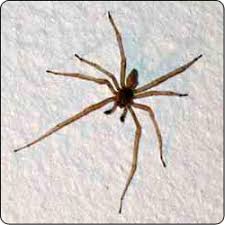 Spiders Commonly Found In Houses Susan Masta Portland