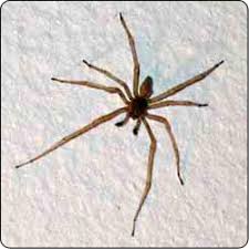 spiders commonly found in houses susan masta portland