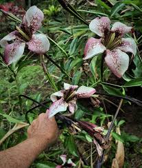 Image result for Rothmannia macrosiphon