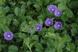 Image result for Convolvulus