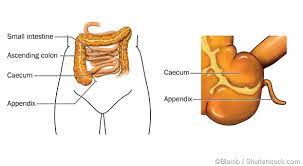 Maybe you would like to learn more about one of these? What Is The Appendix