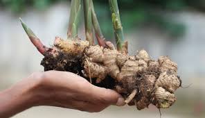 Flowering ginger will grow quite vigorously in the garden and has been known to take over garden spaces. Growing Ginger From Root How To Grow Ginger Root