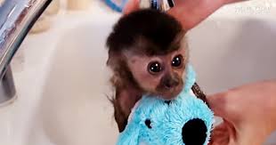 Baby monkey happy takes his first bath ever! This Baby Monkey Loves Her Bath As Long As She Can Have Her Toy