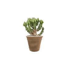 Image result for Euphorbia fortissima