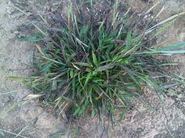 Image result for Isachne kiyalaensis