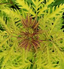 The underside is red coloured. Shrubs With Gold Foliage Mike S Garden Top 5 Plants
