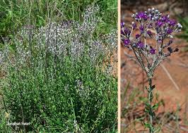 Image result for Vernonia oligocephala