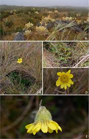 Image result for Senecio sp.no.3