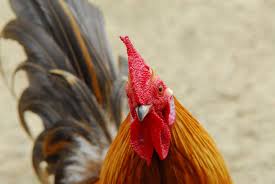 When introducing new chickens to your flock, the first step is quarantining the new chickens and ensuring they don't have. Breeding Chickens Chicken Care Chickens Guide Omlet Uk