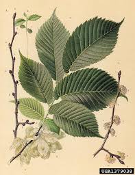Image result for Ulmaceae