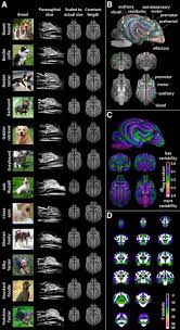 Maybe you would like to learn more about one of these? Significant Neuroanatomical Variation Among Domestic Dog Breeds Journal Of Neuroscience