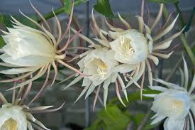 night-blooming cereus, degrees of shade, growing peas, deer rut damage: q&a  with ken druse - A Way To Garden