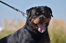 Beautiful litter of 7 puppies. 4 Best Rottweiler Breeders In Florida 2021 We Love Doodles