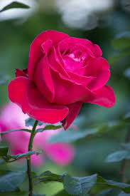 Red Rose Flower In A Garden Free Photo Free Photo Freepik Freephoto Freebackground Freeflower Freeabstrac Red Rose Flower Rose Flower Photos Rose Flower